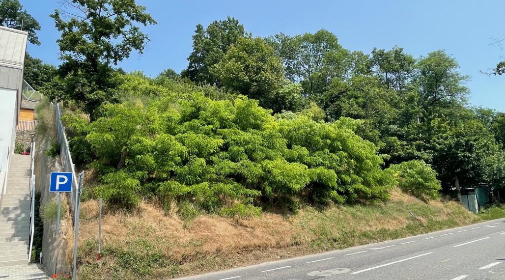 Slnečný pozemok veľkorysých rozmerov - Devínska cesta, časť Zlaté schody.